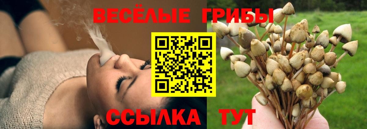 Псилоцибиновые грибы Cubensis Благовещенск